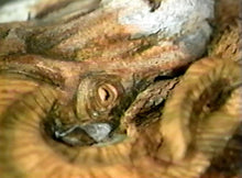 Extreme Embossing: Big Horn Sheep by Robb Barr