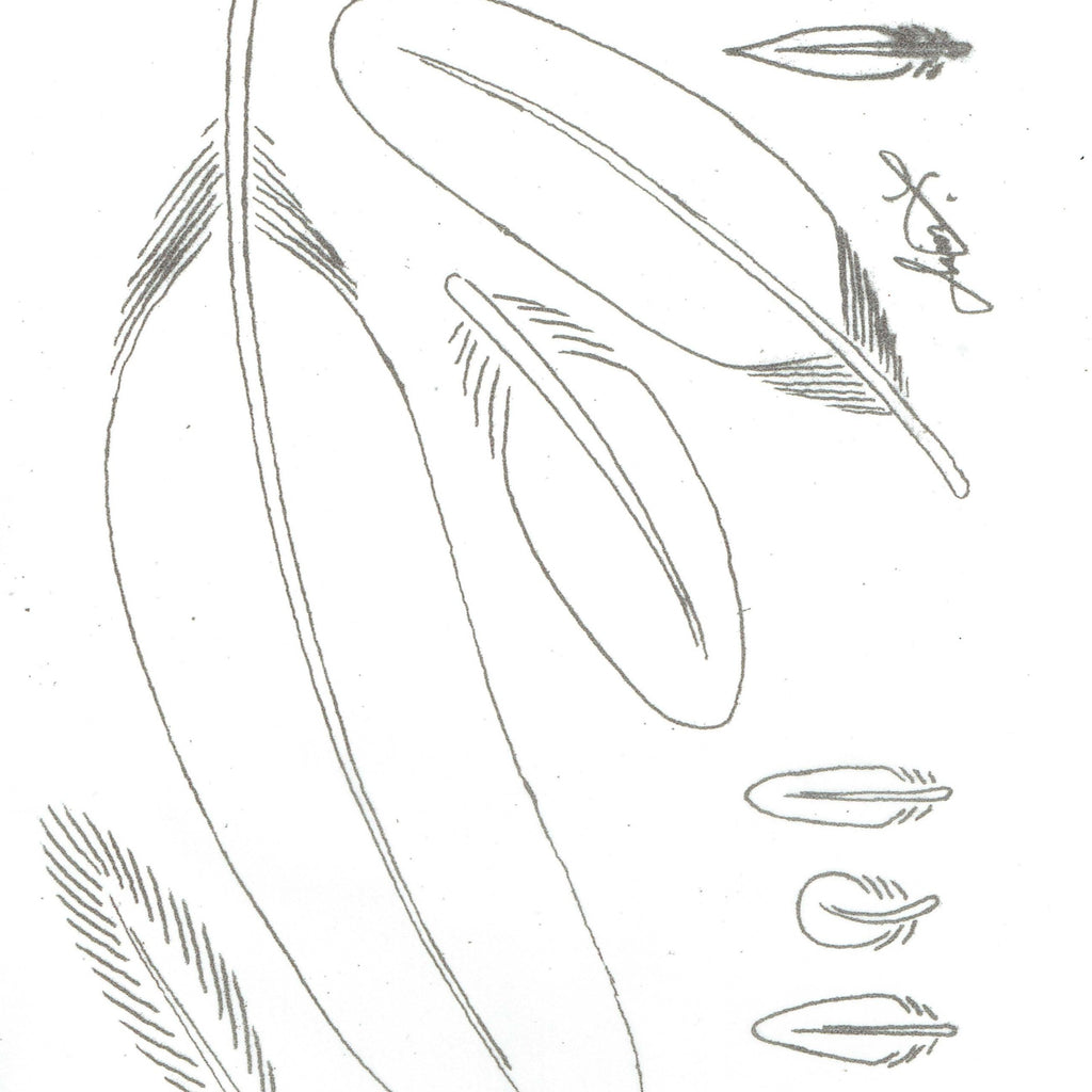 Free Leathercraft Pattern 3-Dimensional Leather Feathers – Elktracks Studio free-leathercraft-pattern-3-dimensional-leather-feathers-elktracks-studio