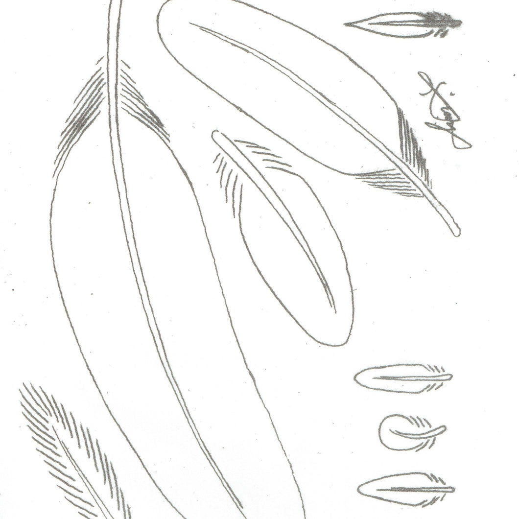 Free Leathercraft Pattern 3-Dimensional Leather Feathers