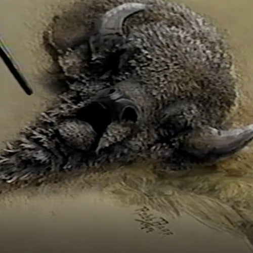 Extreme Embossing: White Buffalo by Robb Barr