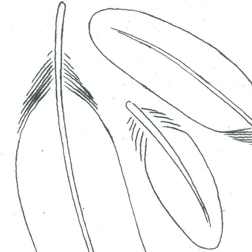 Free Feather Class Pattern