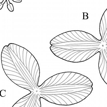 Leathercraft Pattern for 3-D Leather Tulip by Annie Libertini