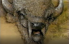 Extreme Embossing: White Buffalo by Robb Barr