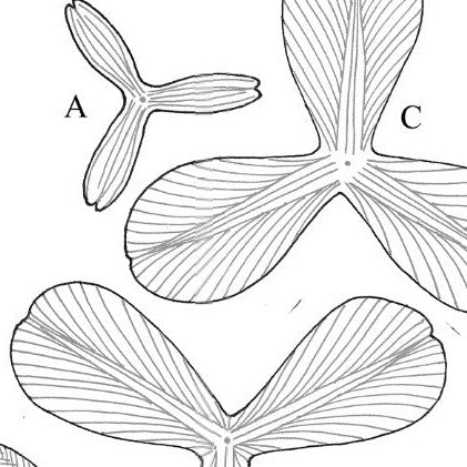 Leathercraft Pattern for 3-D Leather Iris by Annie Libertini