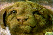 Extreme Embossing: The Puppy by Robb Barr