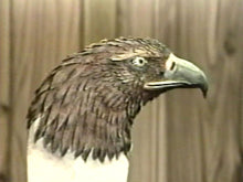 Looking Back Eagle by Robb Barr