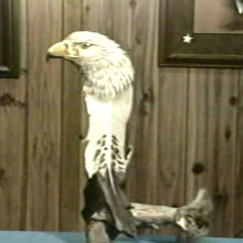 Looking Back Eagle by Robb Barr