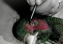 Extreme Embossing: Ring-neck Pheasant by Robb Barr