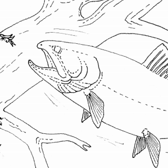 Rainbow Trout Picture Pattern by Robb Barr