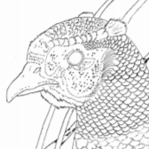 Ring-neck Pheasant Pattern by Robb Barr