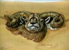 Extreme Embossing: Big Horn Sheep by Robb Barr