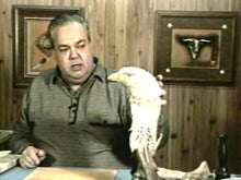 Looking Back Eagle by Robb Barr