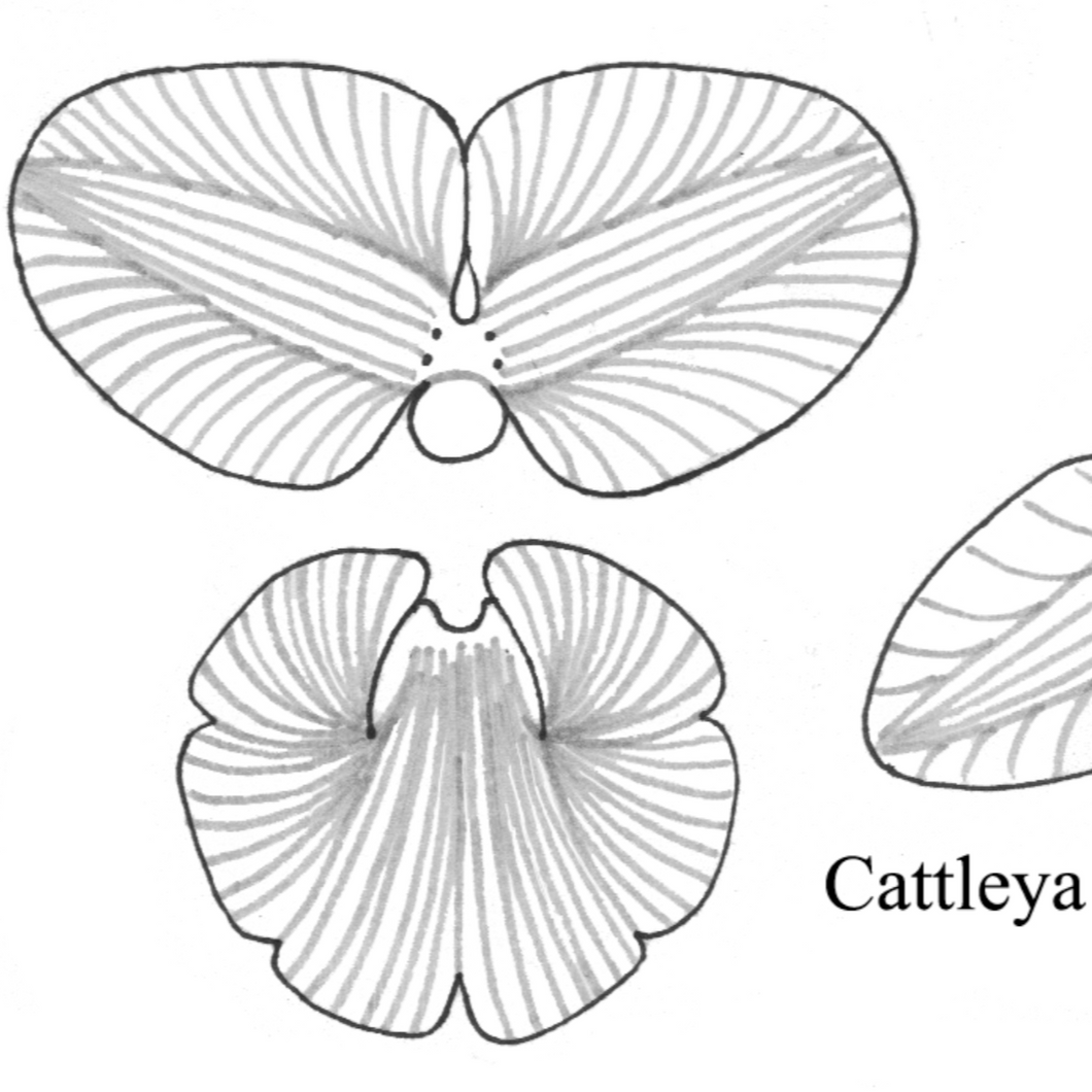 Free Leathercraft Pattern for 3-D Leather Orchids by Annie Libertini