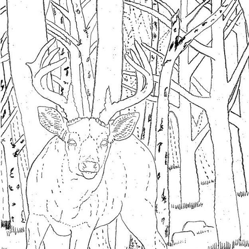 White Tail Habitat Pattern by Robb Barr