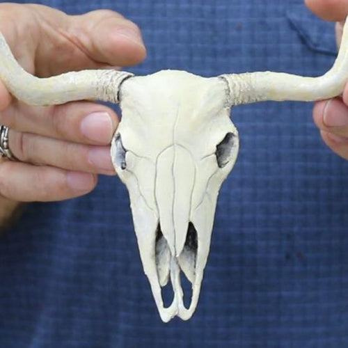 3-D Leather Longhorn Skull