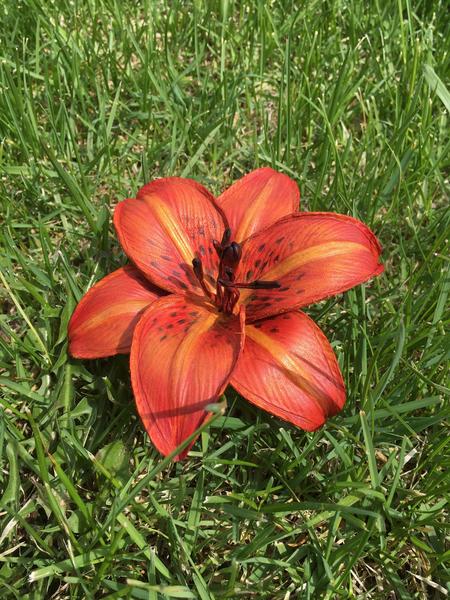 4225 tiger lily lane gurnee il 3-D Leather Tiger Lilies with Annie Libertini
