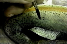 Extreme Embossing: Rainbow Trout by Robb Barr