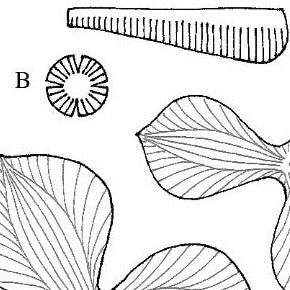 Leathercraft Pattern for 3-D Leather Magnolia by Annie Libertini