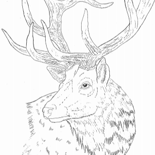 Royal Elk Pattern by Robb Barr