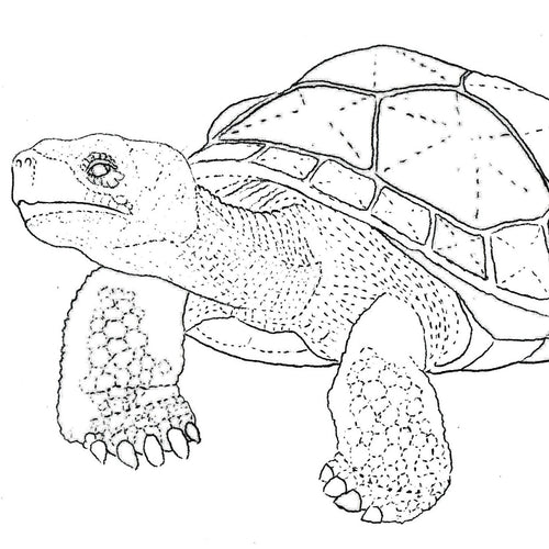 Free Leathercraft Pattern for Figure Carving Turtles