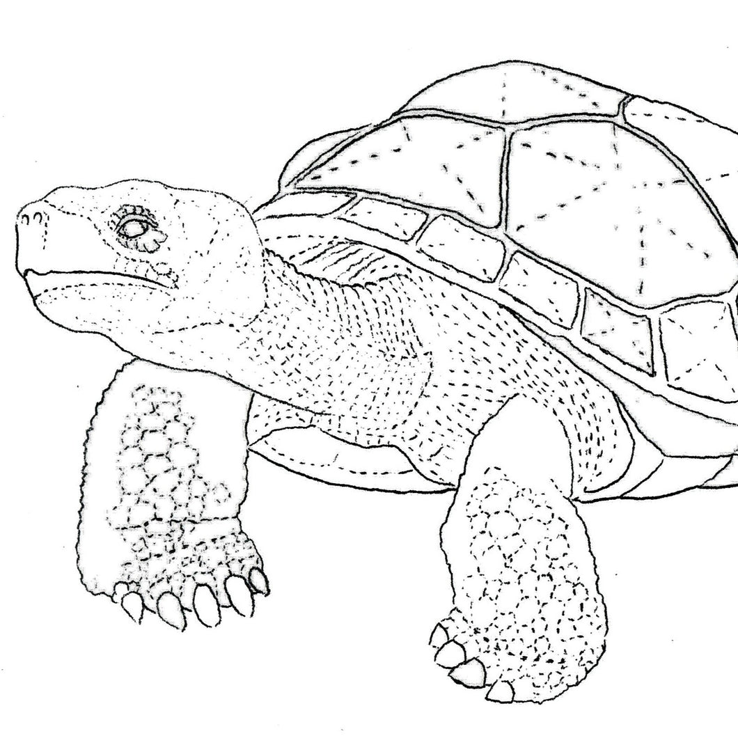 Free Leathercraft Pattern for Figure Carving Turtles