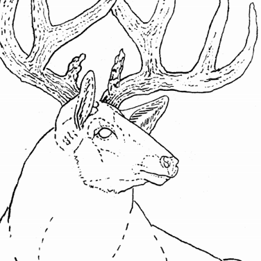 White-tail Deer Portrait Pattern by Robb Barr